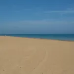 El Palmeral II